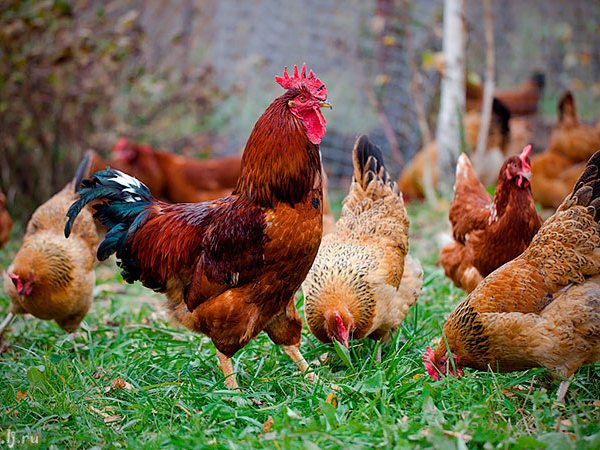 Породы куриц | ЗооТом - продажа, вязка и услуги для животных в Голицыне