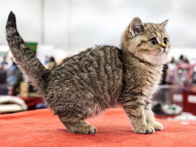 Породы кошек в Голицыне | ЗооТом портал о животных