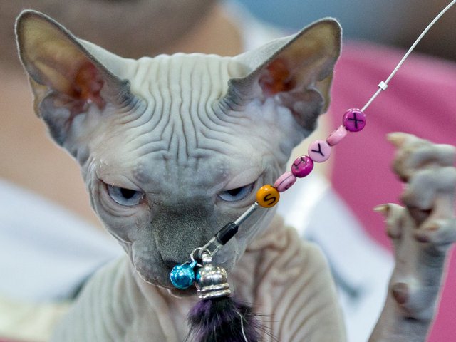 Выставки кошек в Голицыне | ЗооТом портал о животных