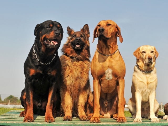 Крупные породы собак в Голицыне | ЗооТом портал о животных