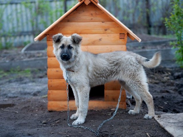 Все о собаках в Голицыне Все о собаках в Голицыне